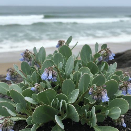 Mertensia maritima la plante avec un gout d'huitre