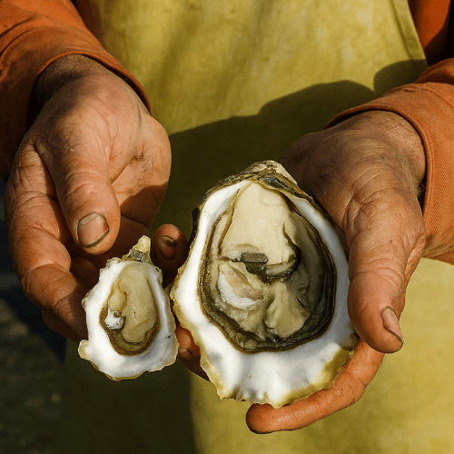 huître spéciale et huitre fine de claire