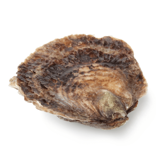 L'huitre au gout de noisette