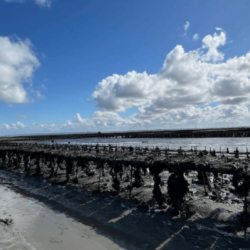 Parc à huitres de Cancale