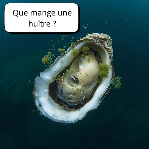 que mange une huitre