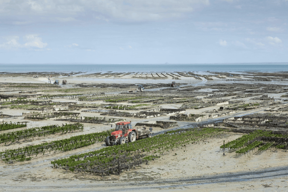 Tracteur dans Parc à huitres