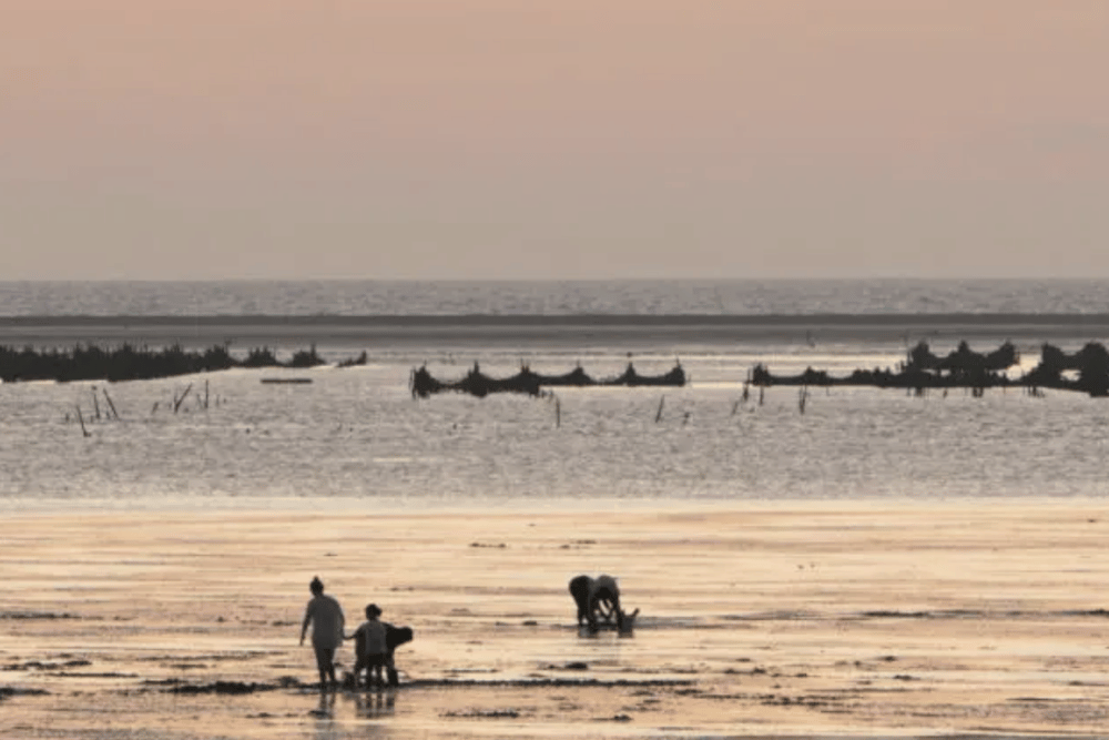 balade au coeur du parc à huîtres