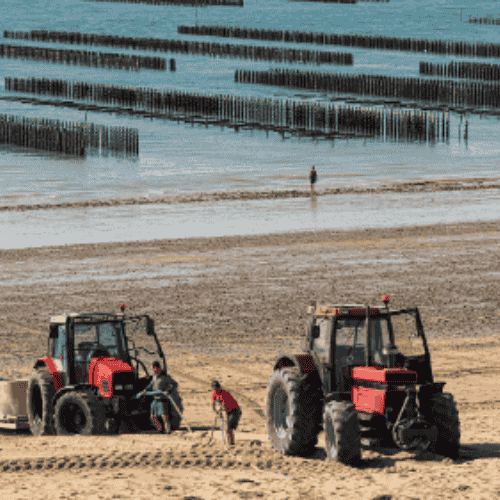 ostréiculteurs travaillant sur une plage