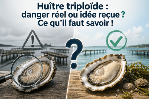 Huitre triploïde danger ou idée reçue