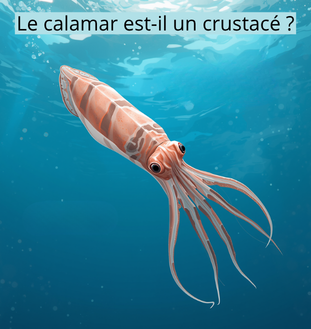Le Calamar est-il un crustacé