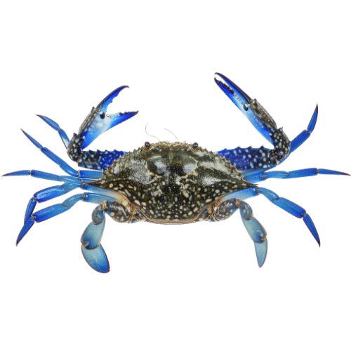crabe bleu calinecte