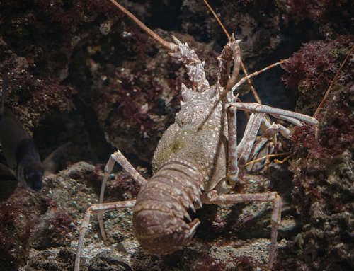 langouste est un crustacé