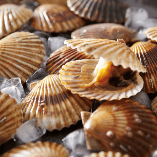 pectiniculture elevage coquille saint jacques