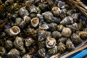 Bigornaux fraichement péchés